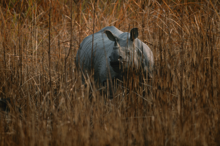 Kaziranga & Beyond